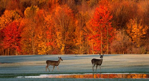 The image is beautiful red trees with grass-dusted snow with two deer hovering over a puddle of water.
